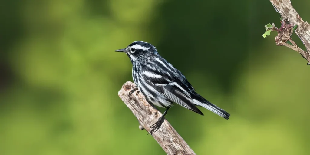 Black-and-White Warbler