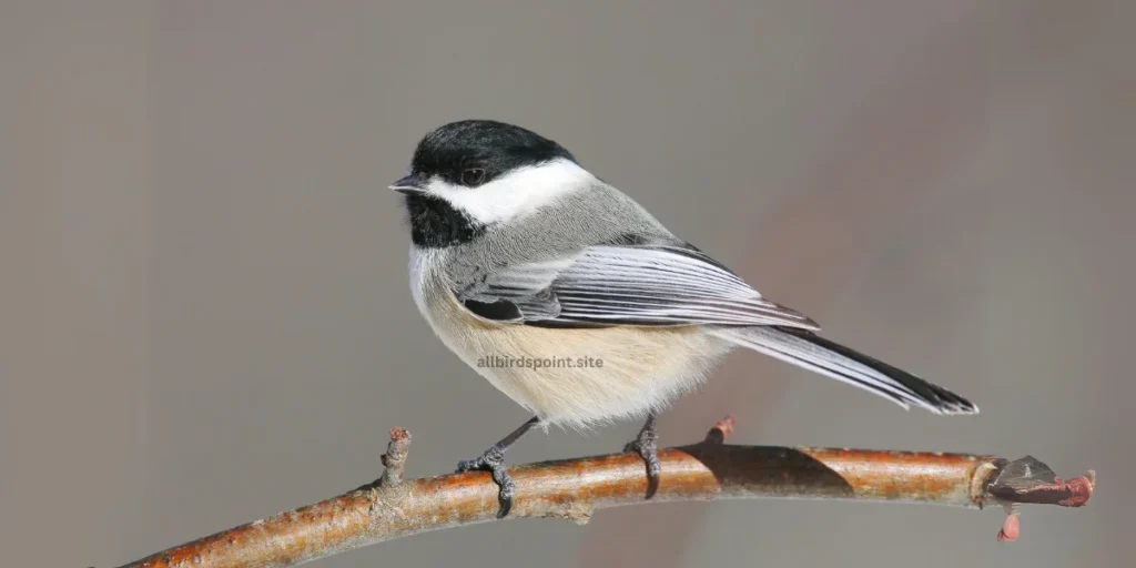 Black-capped Chickadee