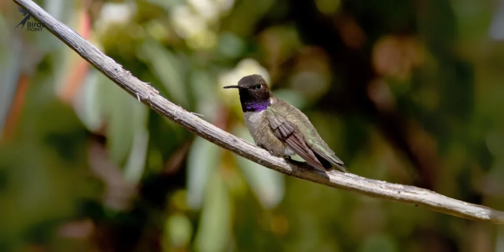 Black-chinned Hummingbird