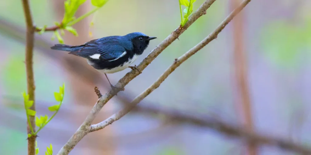 Black-throated Blue Warbler