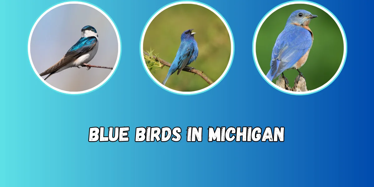 Blue Birds in Michigan