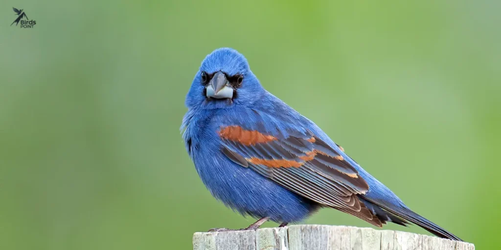 Blue Grosbeak