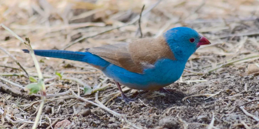 Blue-breasted Cordon-bleu