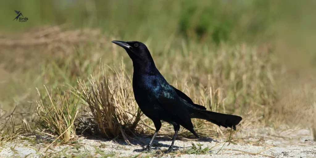 Boat-tailed Grackle