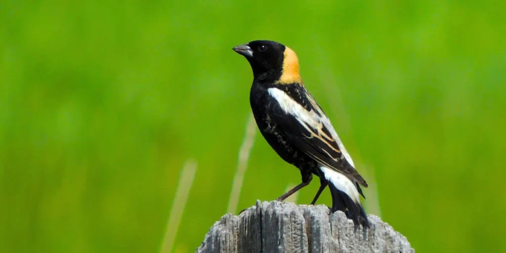 Bobolink