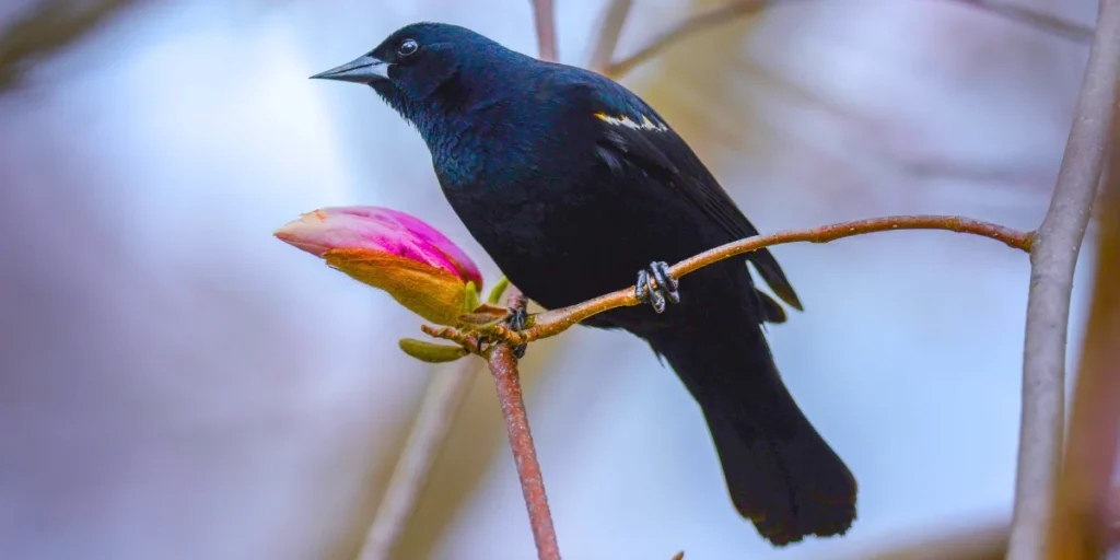 Brewer’s Blackbird