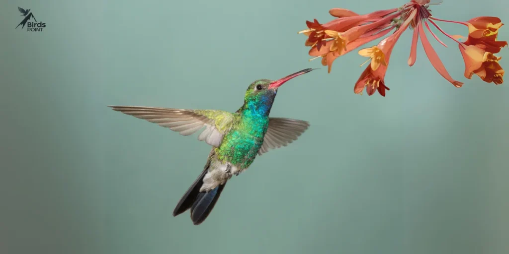 Broad-billed Hummingbird picture