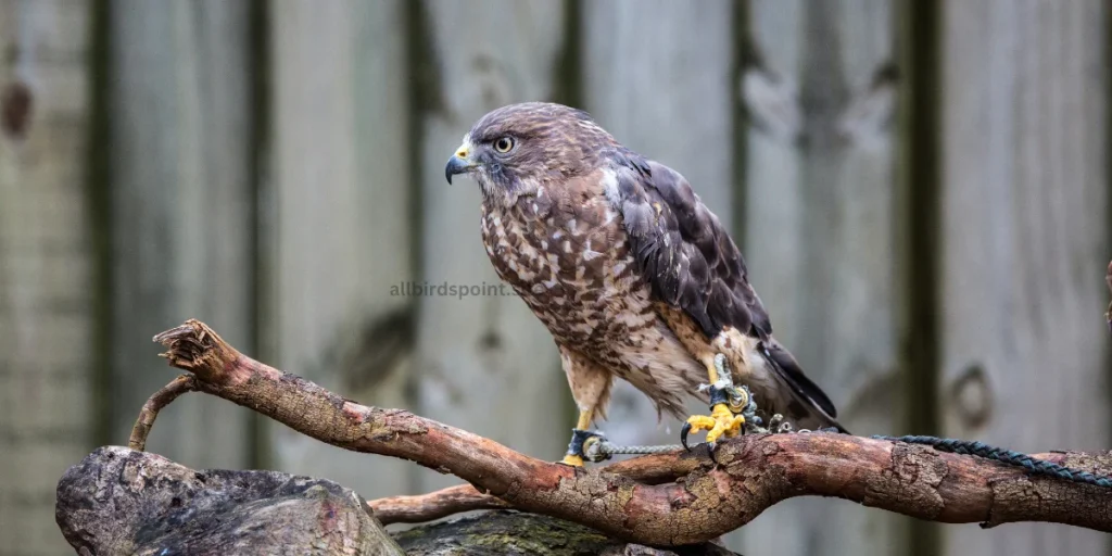 Broad-winged Hawk (Buteo platypterus)