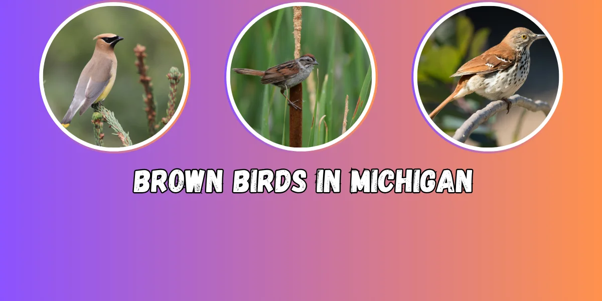 Brown Birds In Michigan