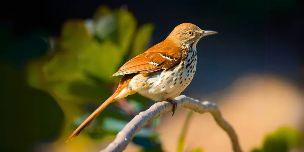 Brown Thrasher