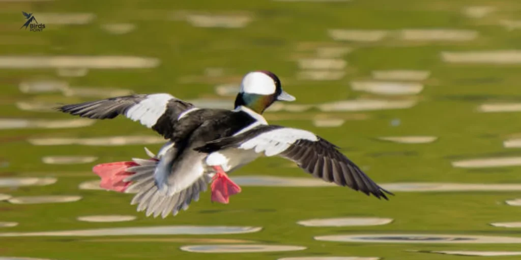 Bufflehead Ducks