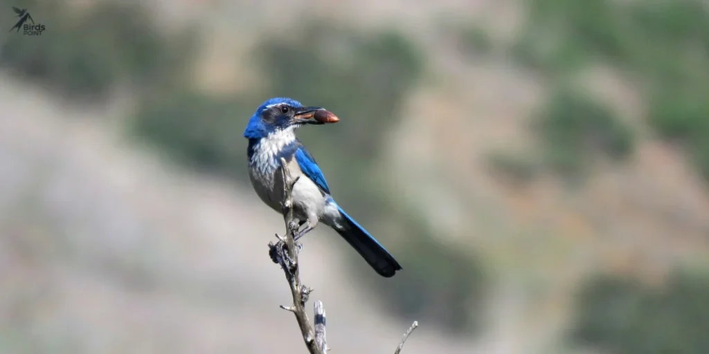 California Scrub-Jay