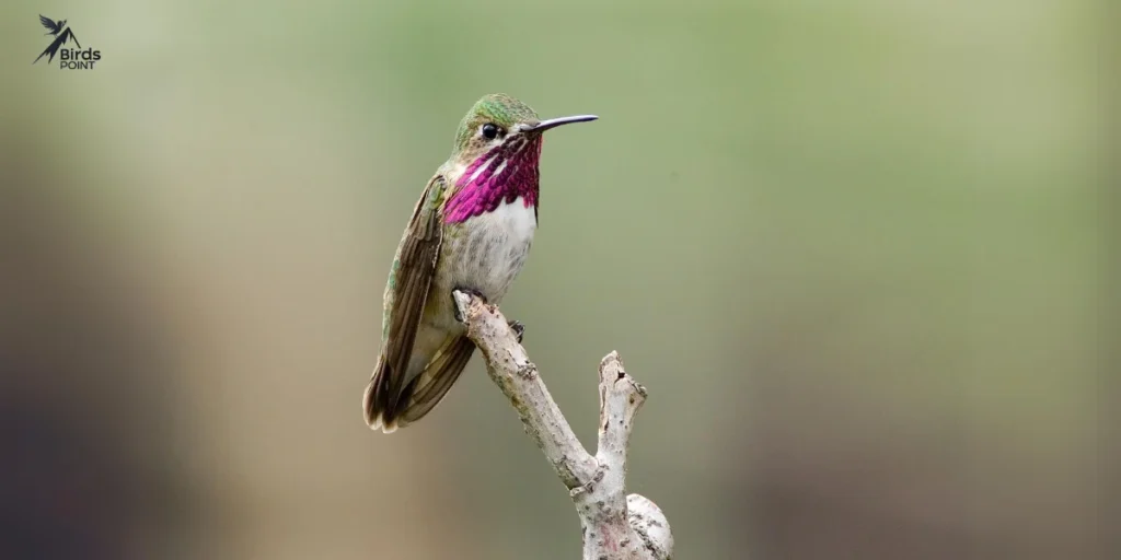 Calliope Hummingbird