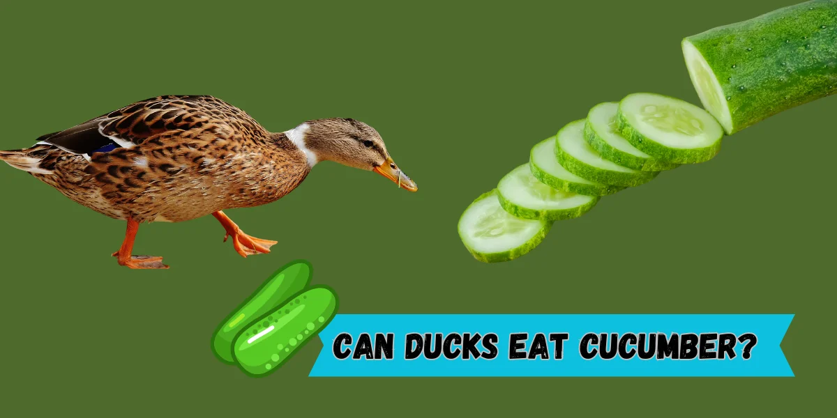 Can Ducks Eat Cucumber?