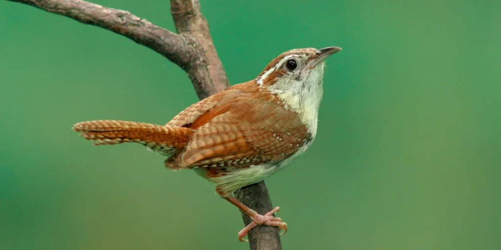 Carolina Wren