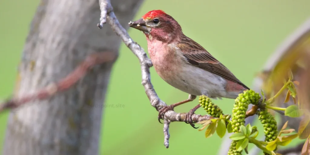 Cassin's Finch