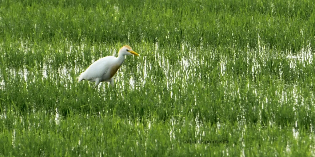 Cattle Egret