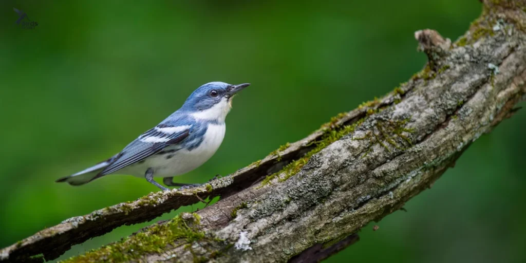 Cerulean Warbler