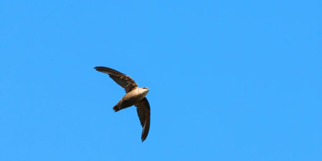 Chimney Swift