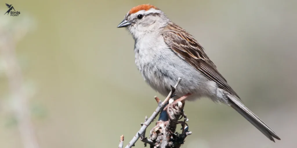 Chipping Sparrow