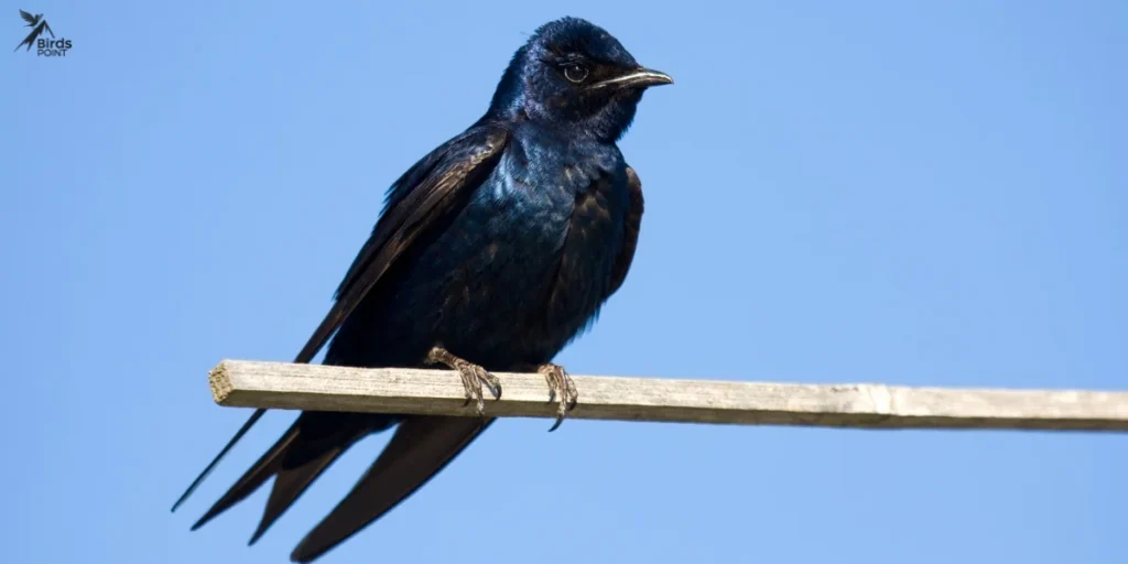 Cliff Swallow