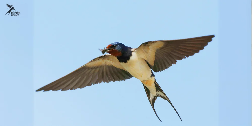 Birds With Long Wings