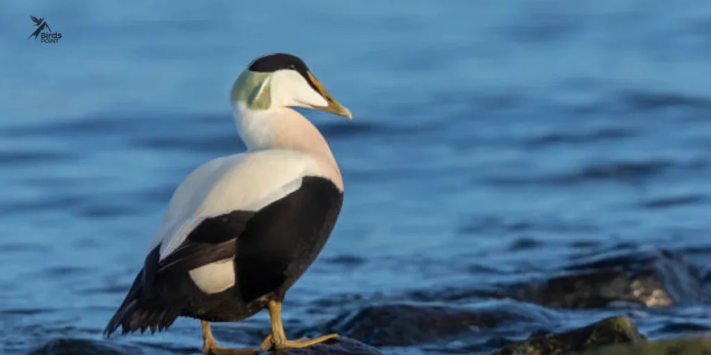 Common Eider