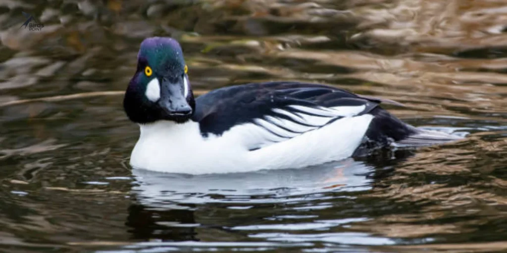 Common Goldeneye