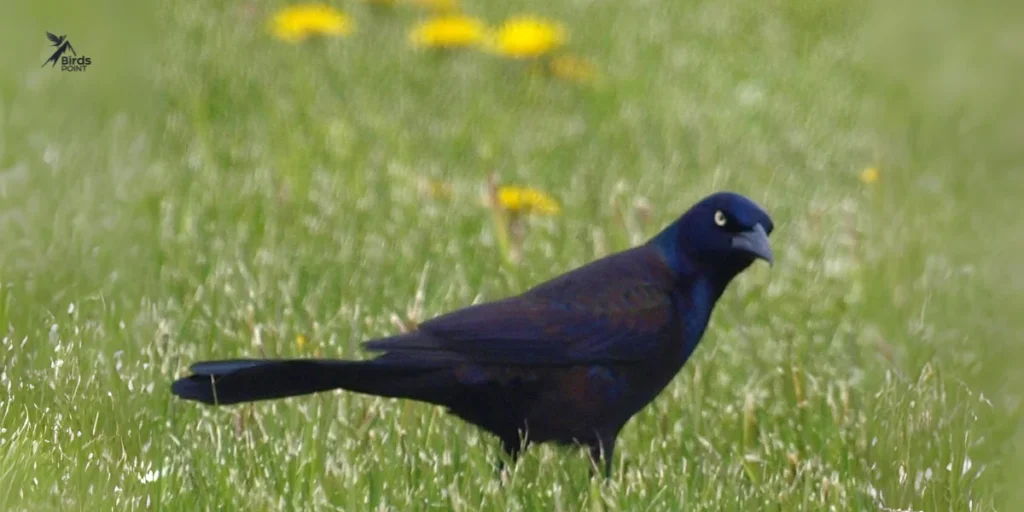 Black Birds in Florida