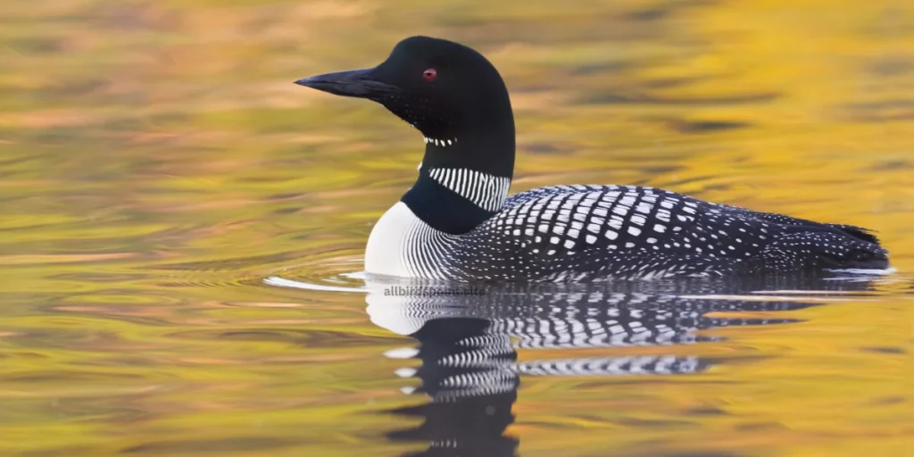 Common Loon