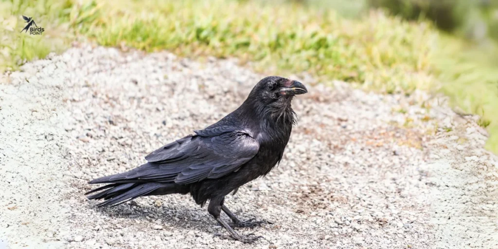 Common Raven