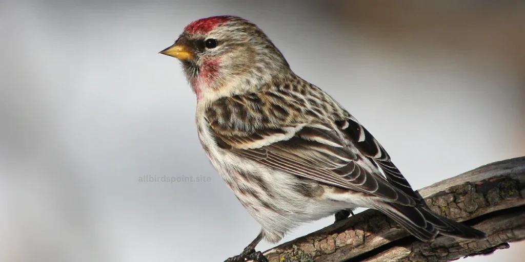 Common Redpoll