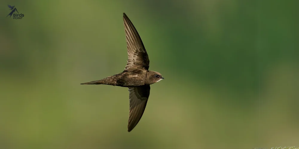 Common Swift