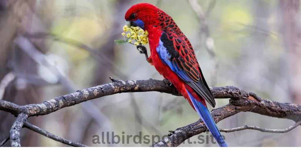 Crimson Seedcracker