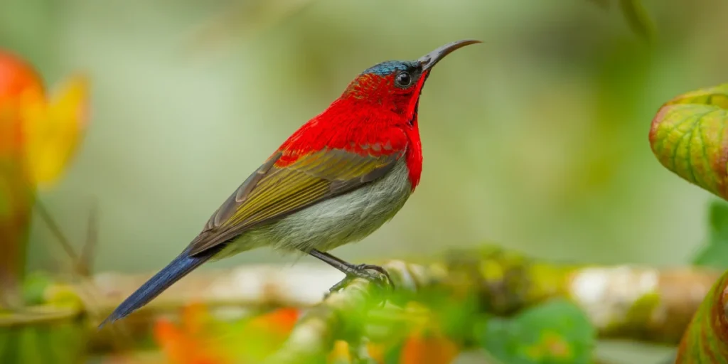 Crimson Sunbird