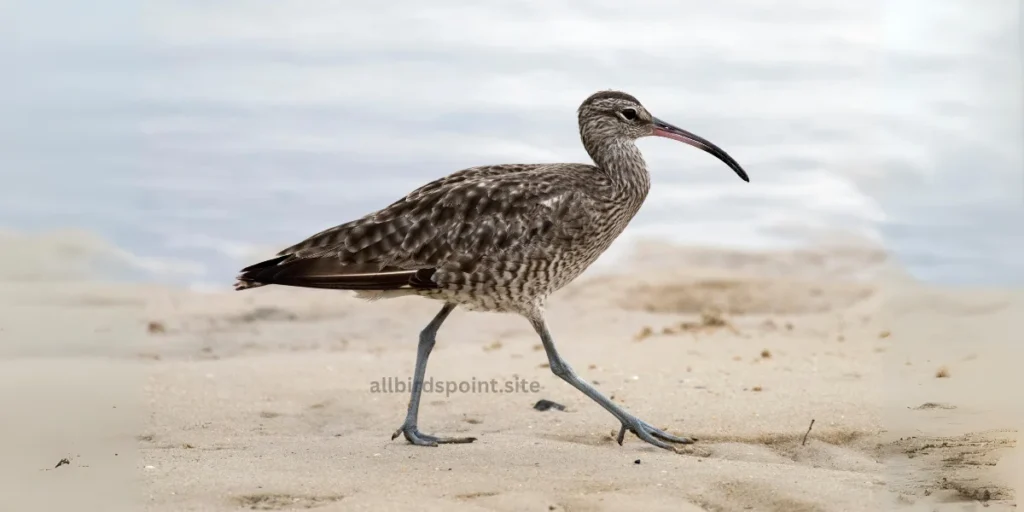  A Curlew strolls along the sandy beach, close to the gentle waves lapping at the shore