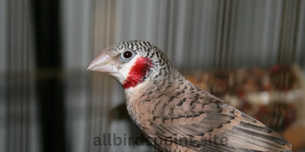 Cut-throat Finch