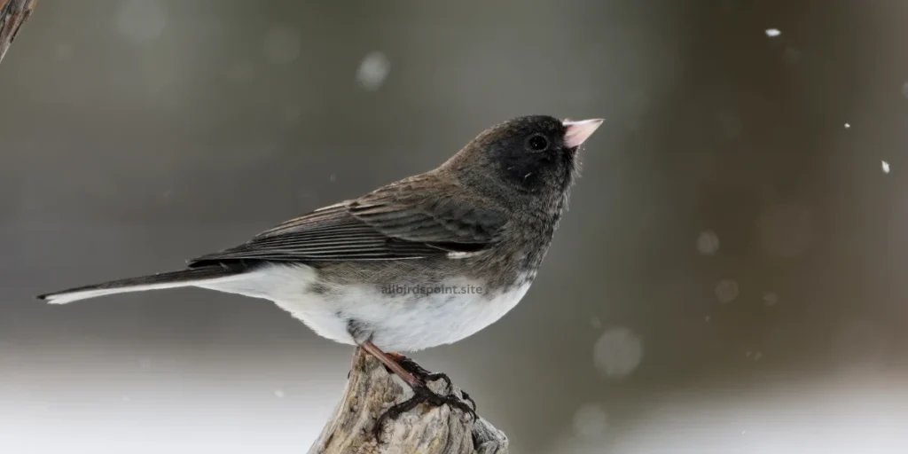 Dark-eyed Junco