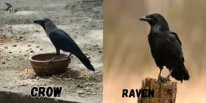 Difference between crow and raven