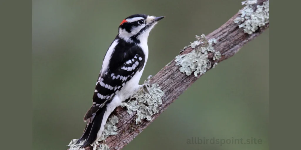 woodpeckers in Ohio
Downy Woodpecker