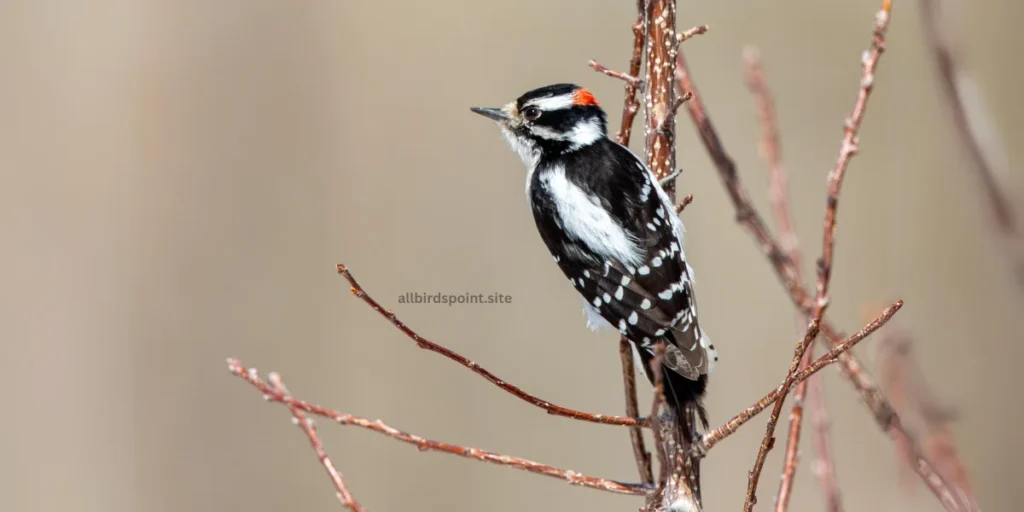 Downy Woodpecker