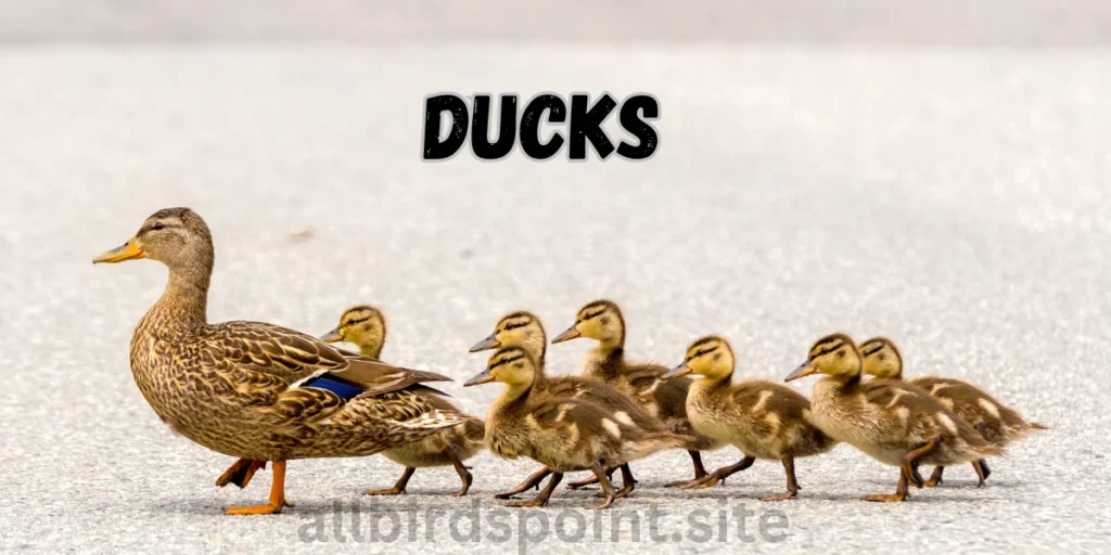 Ducks 