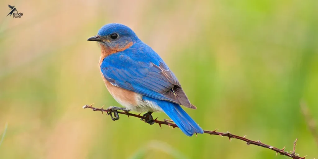 Eastern Bluebird