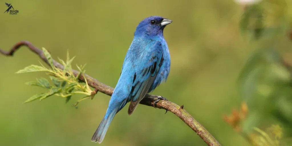 Eastern Indigo Bunting