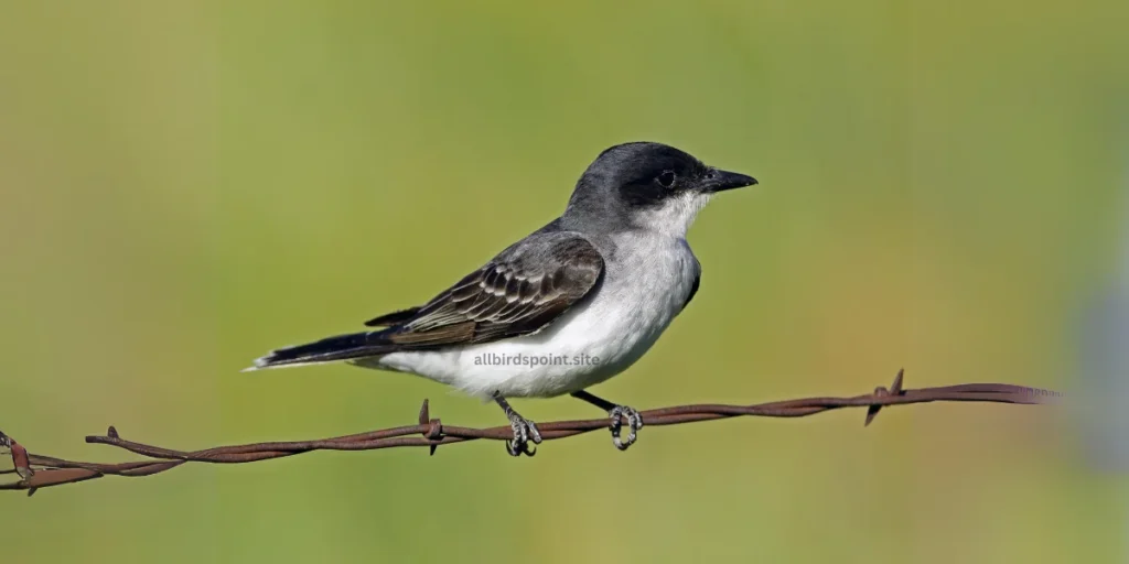 Eastern Kingbird