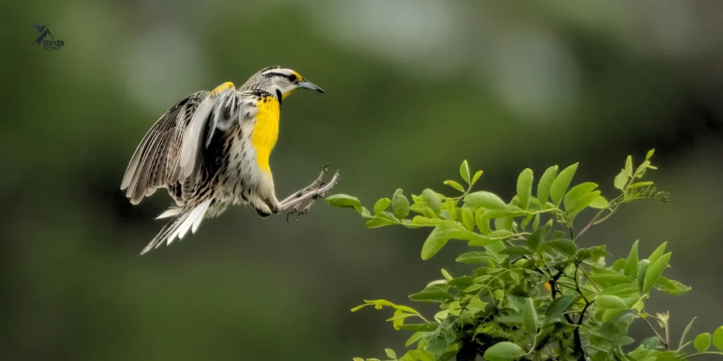 Eastern Meadowlark