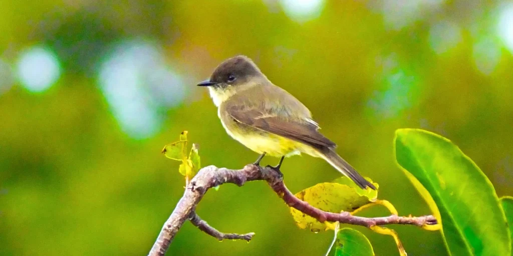 Eastern Phoebe