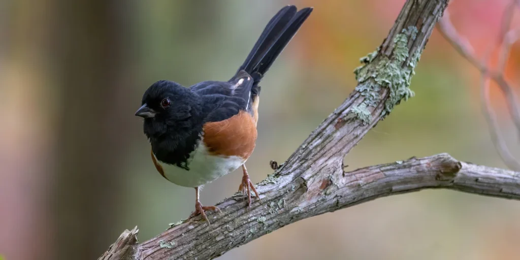 Eastern Towhee