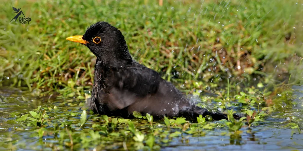 Eurasian Blackbird 