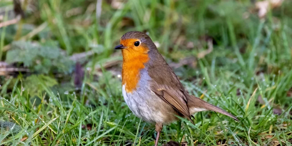 European Robin